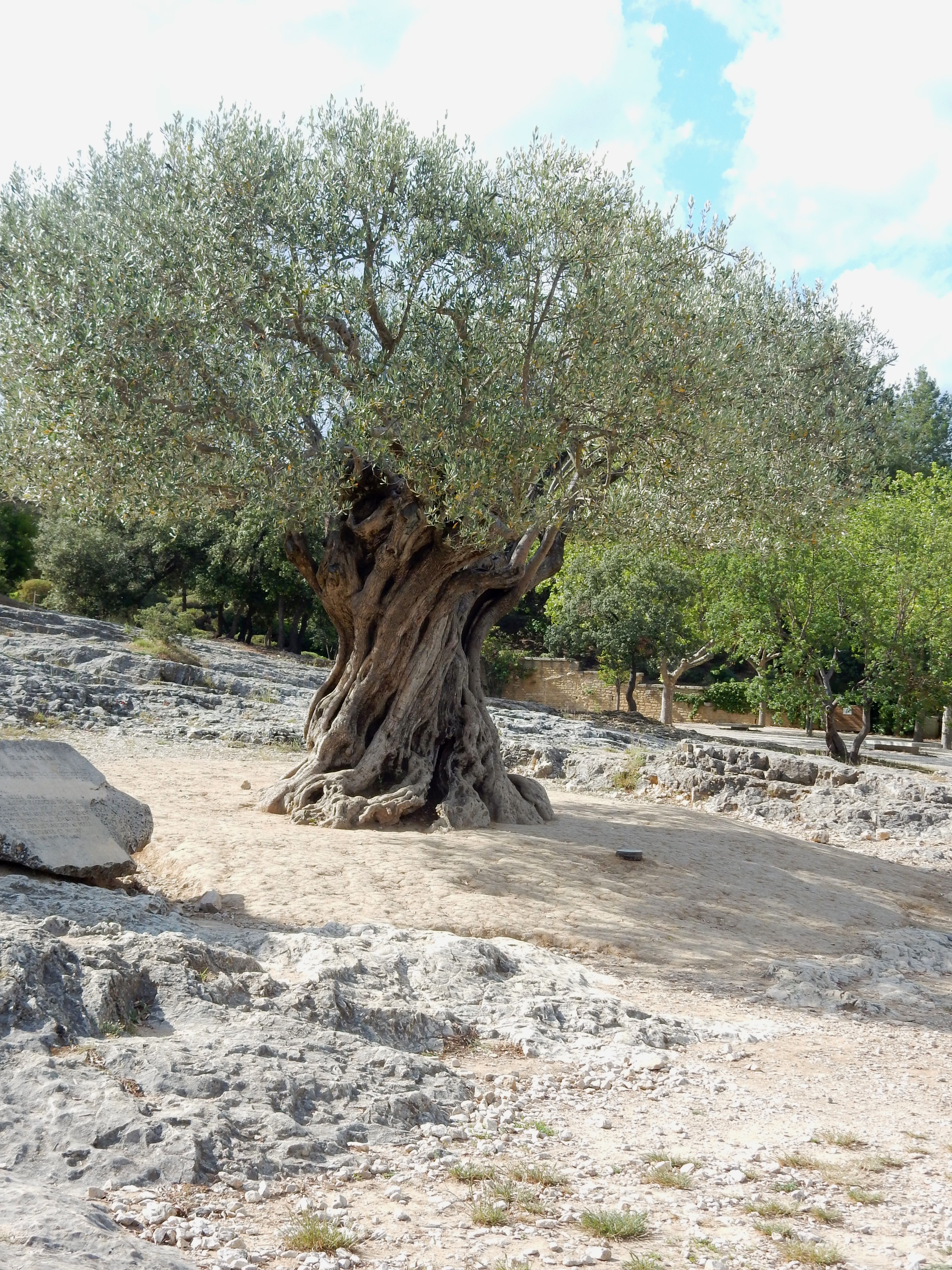 Oive at Pont du Gard, planted in the year 908.